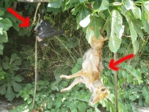 Λαντζόι Ηλείας: Κρέμασε την νεκρή αλεπού & το νεκρό πουλί σε δέντρο